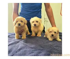 Prelepi Maltipoo štenci
