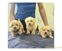 Prelepi Maltipoo štenci - 2