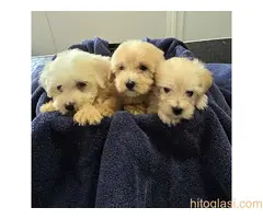 Prelepi Maltipoo štenci - 3