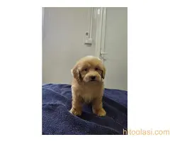 Prelepi Maltipoo štenci - 4
