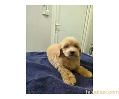 Prelepi Maltipoo štenci - 5