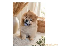 Predivan Chow Chow mužjak, star 3 meseca