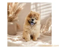 Predivan Chow Chow mužjak, star 3 meseca - 2