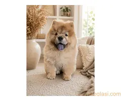 Predivan Chow Chow mužjak, star 3 meseca - 3