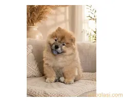 Predivan Chow Chow mužjak, star 3 meseca - 4