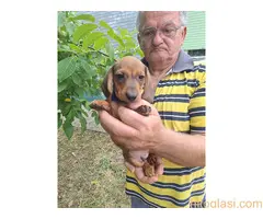 Štenad patuljastog  jazavičara jelenje boje - 3