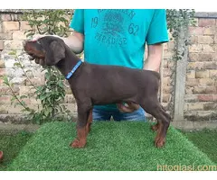 Doberman