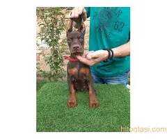 Doberman - 2