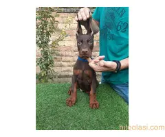 Doberman - 3
