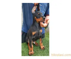 Doberman - 4
