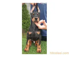 Doberman - 5
