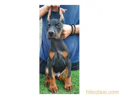 Doberman - 6