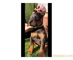 Doberman - 7