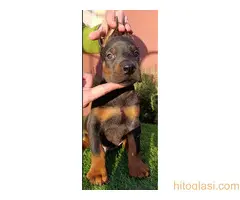 Doberman - 8