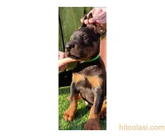 Doberman - 9