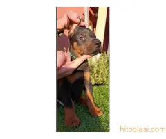 Doberman - 10