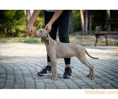 Dostupni mužjak i ženka Vajmarskog ptičara - 7