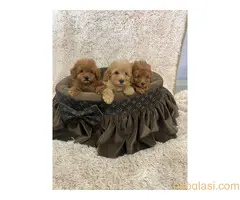 Patuljaste pudle prelepi štenci - 2