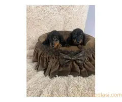 Dugodlaki patuljasti jazavičari - 7