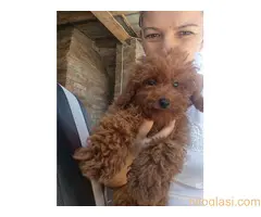 Crvena toy pudla - 3