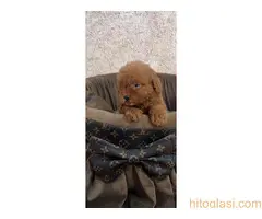 Crvene toy pudle ekstra malog rasta