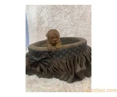 Crvene toy pudle ekstra malog rasta - 3