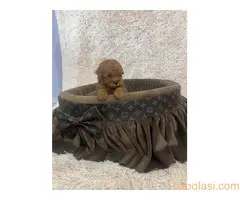 Crvene toy pudle ekstra malog rasta - 4