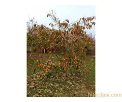 Kuća u Kikinda - 4