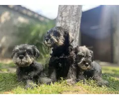 Patuljasti Šnaucer Miniature Schnauzer