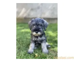 Patuljasti Šnaucer Miniature Schnauzer - 2