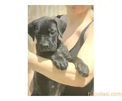Cane Corso štenci