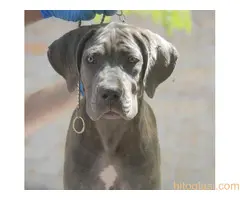 Cane Corso štenci - 2