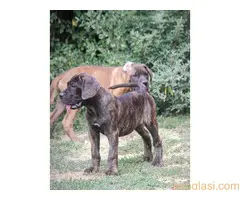 Cane Corso štenci - 3