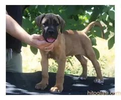 Cane Corso štenci - 4