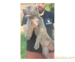 Cane Corso štenci - 5