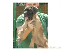 Cane Corso štenci - 6