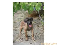 Cane Corso štenci - 9