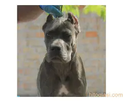 Cane Corso štenci - 10