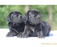 Cane Corso štenci - 11