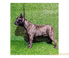 FRANCUSKI BULDOG - žensko štene