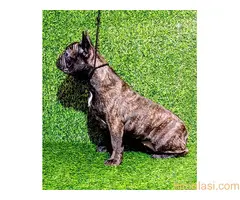 FRANCUSKI BULDOG - žensko štene - 3