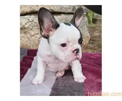 Merle francuski buldog štenci