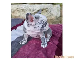 Merle francuski buldog štenci - 3