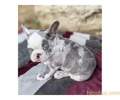 Merle francuski buldog štenci - 4