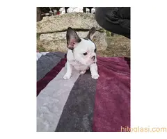 Merle francuski buldog štenci - 7