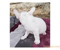 Merle francuski buldog štenci - 8