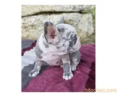 Merle francuski buldog štenci - 9