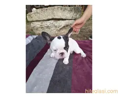 Merle francuski buldog štenci - 10