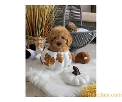 Nove bebice toy I mini pudle