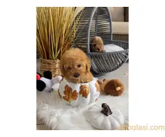 Nove bebice toy I mini pudle - 2